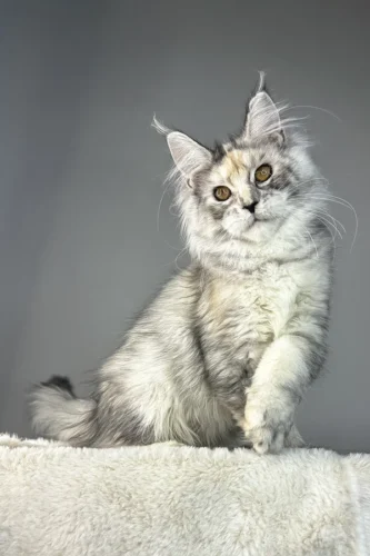 Maine Coon Kittens for Sale Ohio