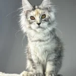 Maine Coon Kittens for Sale Ohio