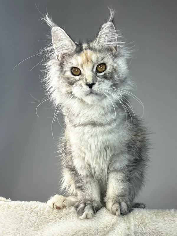 Maine Coon Kittens for Sale Ohio