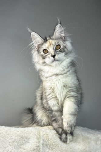Maine Coon Kittens for Sale Ohio