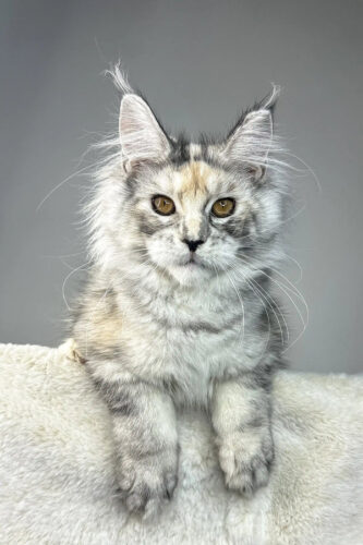 Maine Coon Kittens for Sale Ohio, maine coon for sale​