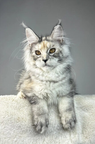 Maine Coon Kittens for Sale Ohio, Contact Us
