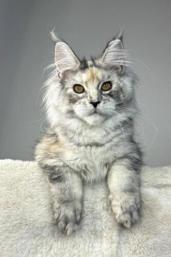 Maine Coon Kittens for Sale Ohio