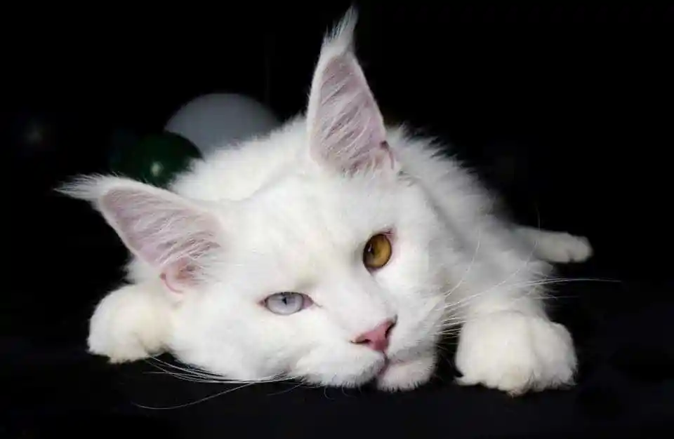 Maine Coon Cat Price