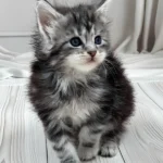 Maine Coon cats for sale near me