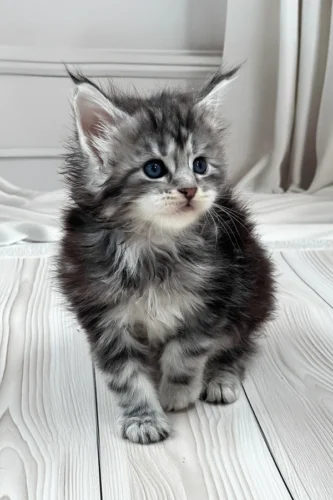 Maine Coon cats for sale near me