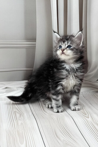 Maine Coon cats for sale near me