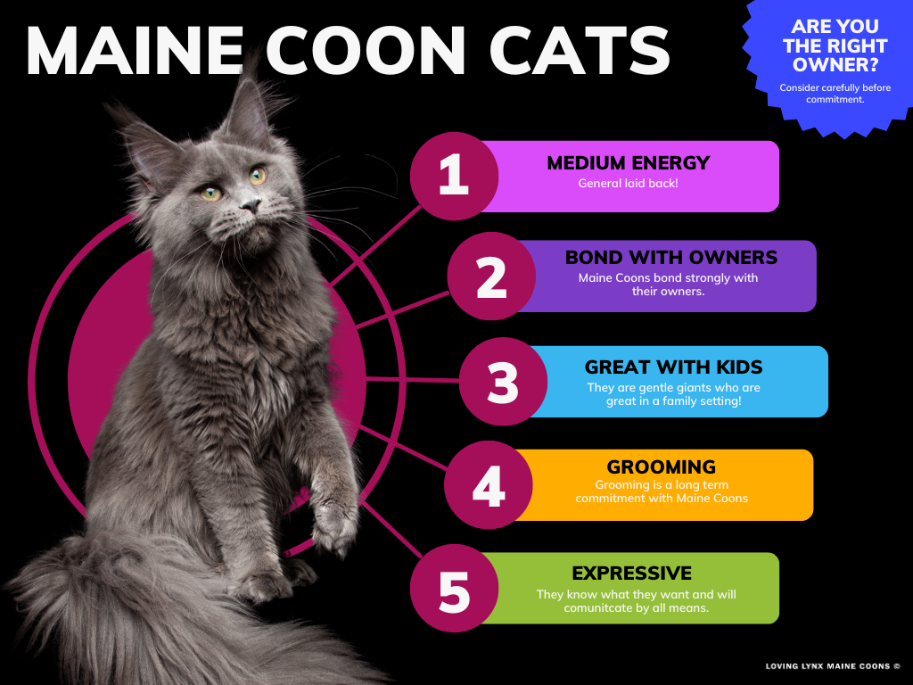 How Big do Maine Coons Get