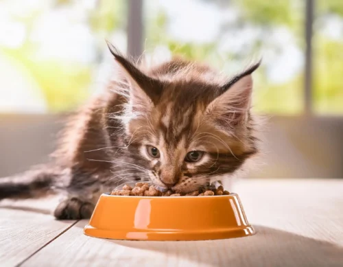 Maine Coon Diet