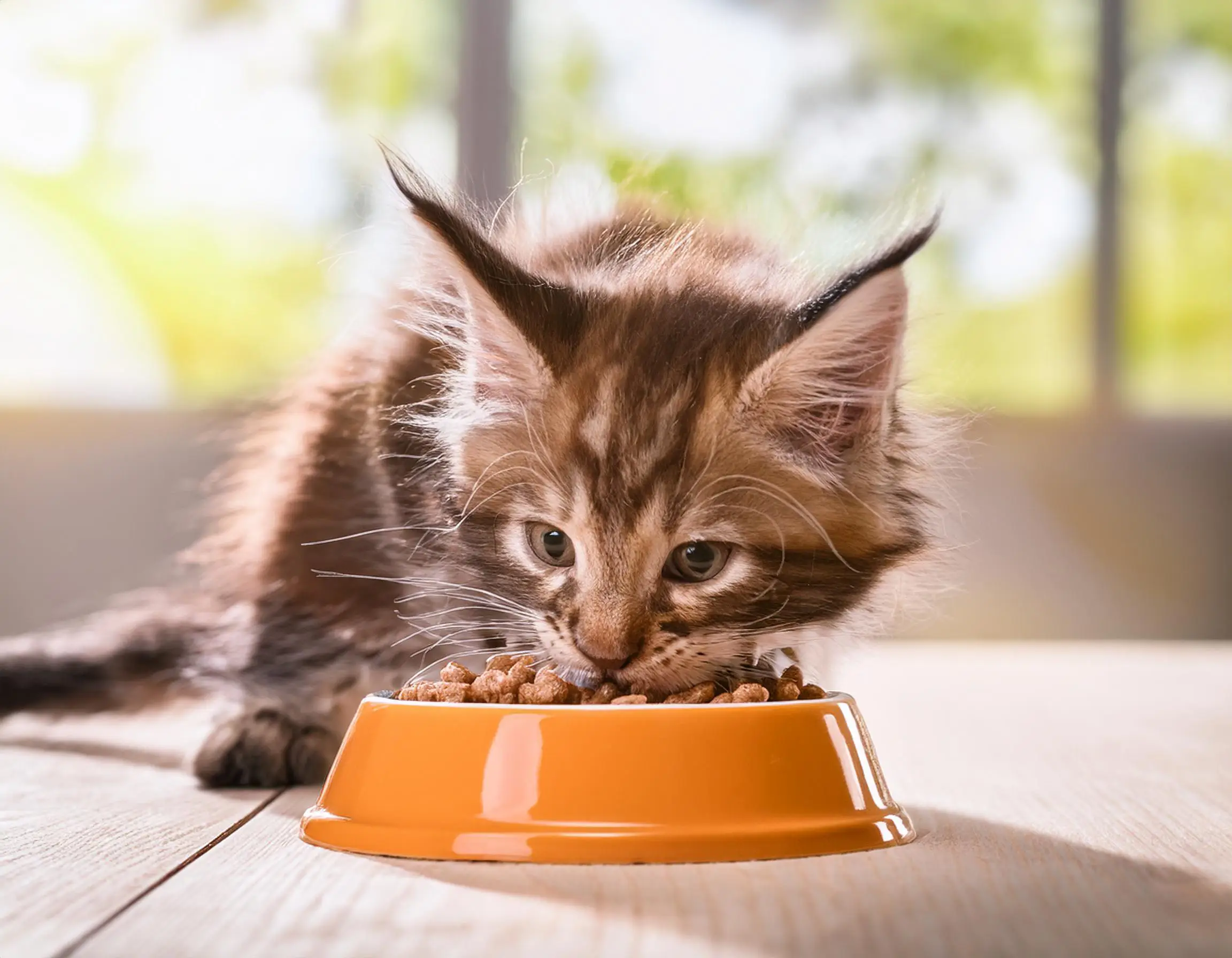 Maine Coon Diet