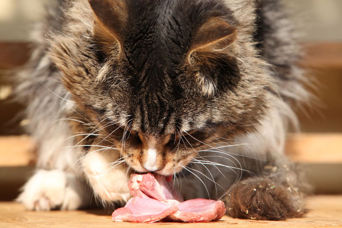 Maine Coon Diet