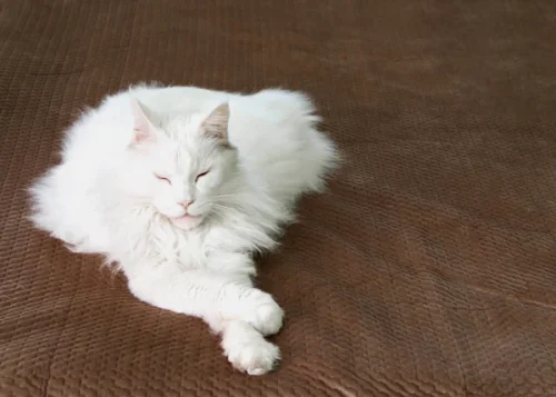 White Maine Coon