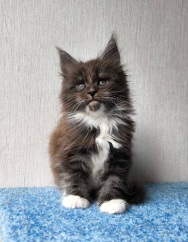 Maine Coon for sale