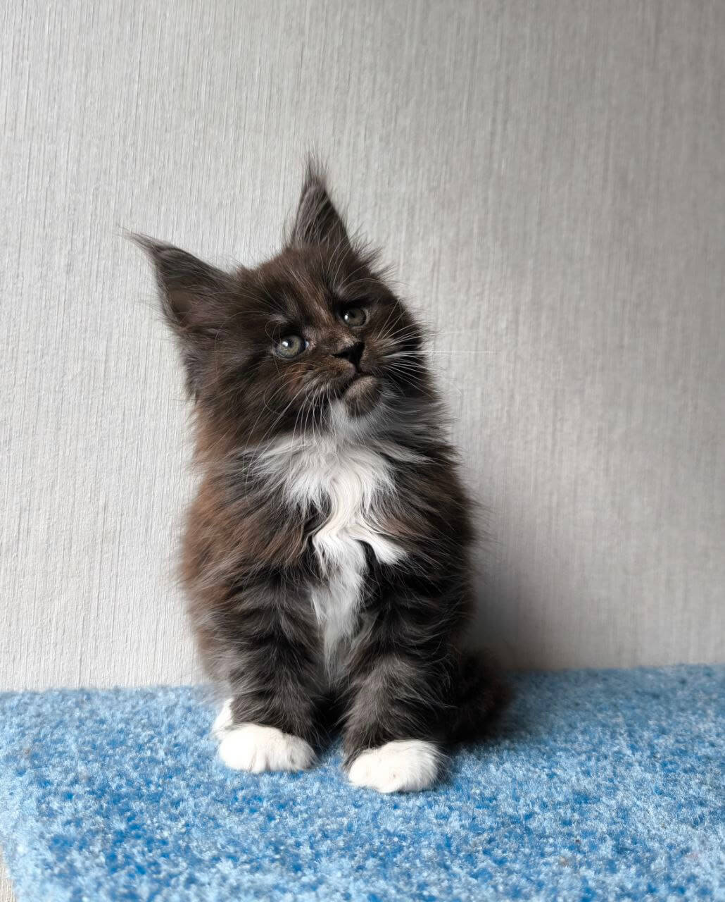 Maine Coon for sale