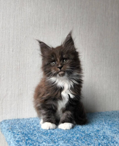 Maine Coon for sale