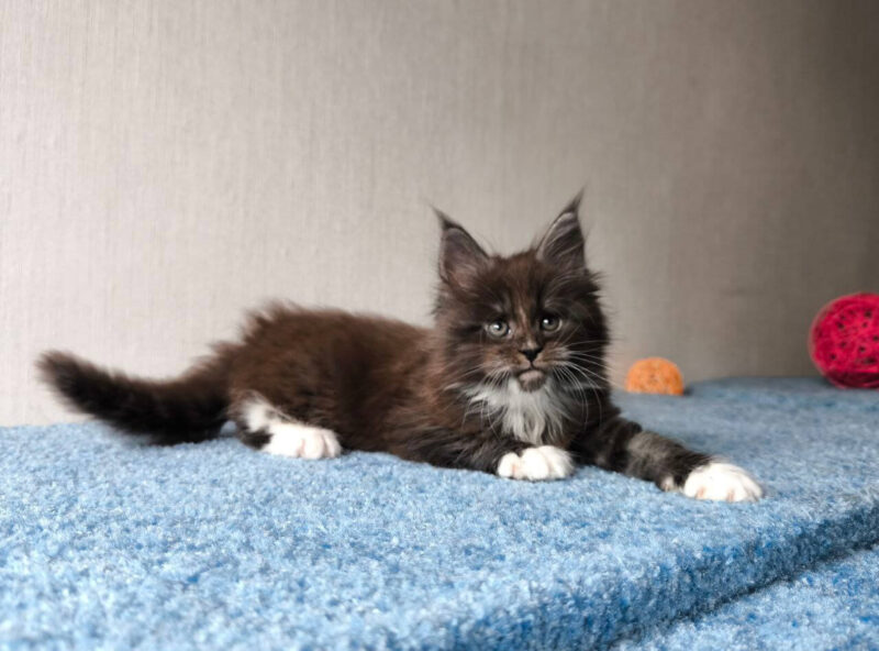 Maine Coon for sale