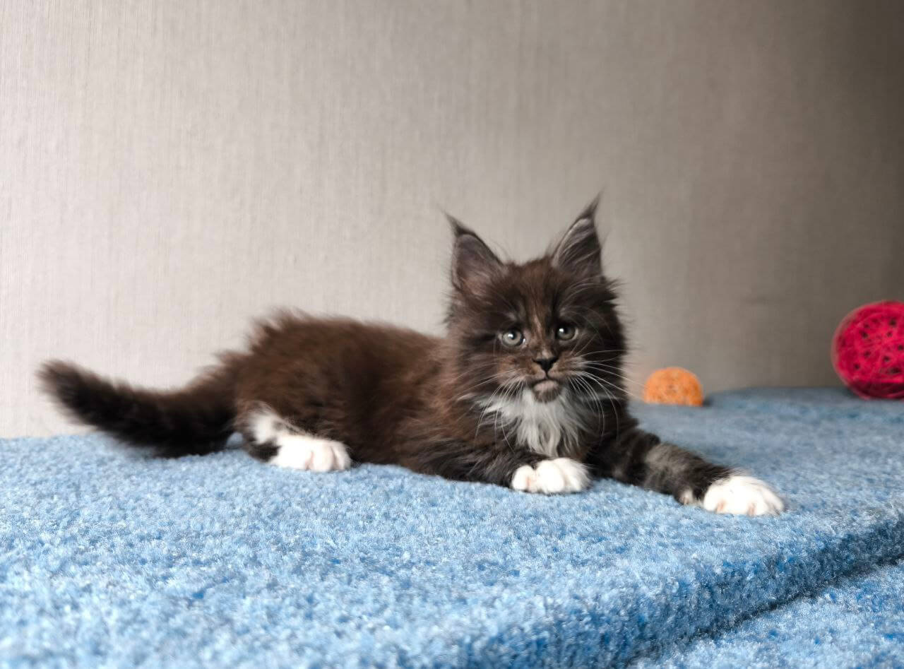 Maine Coon for sale