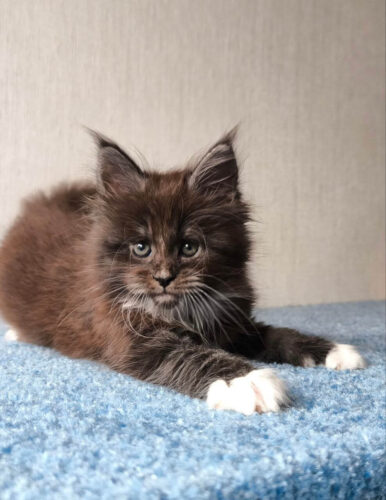 Maine Coon for sale