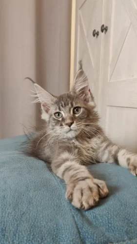 Maine Coon kittens for sale texas