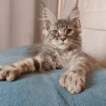 Maine Coon kittens for sale texas