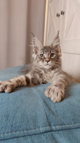 Maine Coon kittens for sale texas