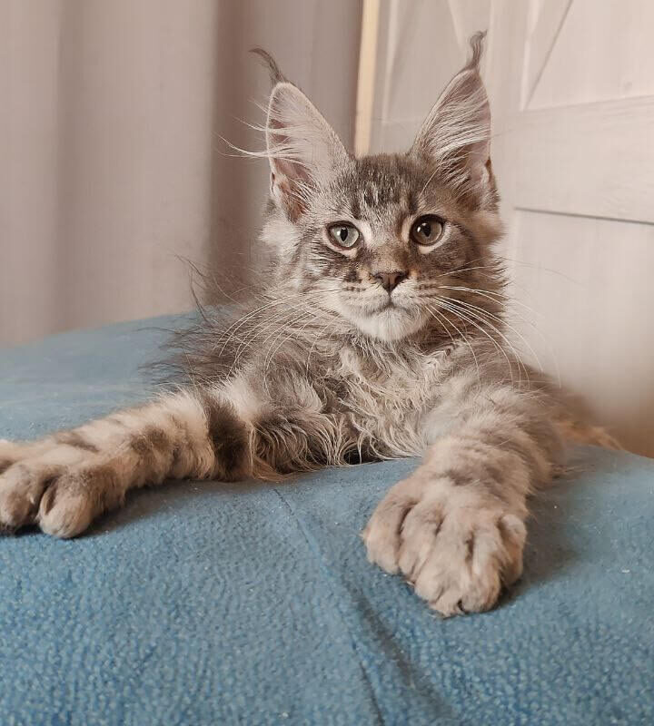 Maine Coon kittens for sale texas