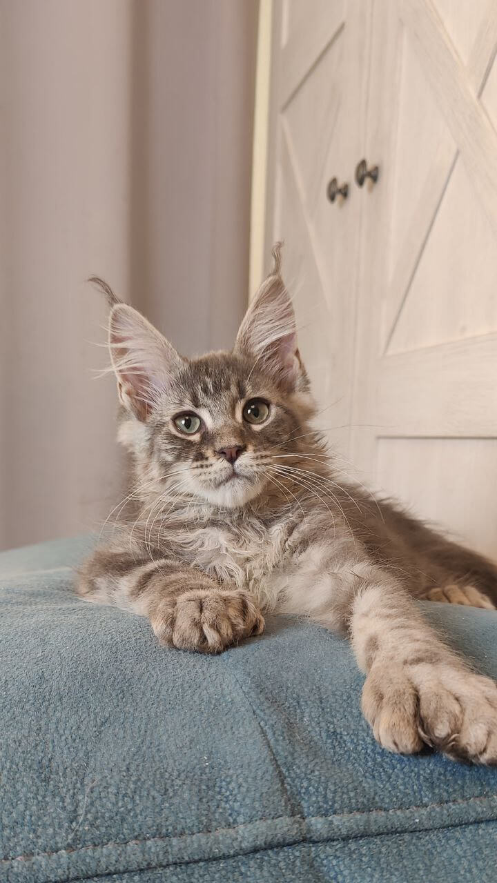 Maine Coon kittens for sale texas
