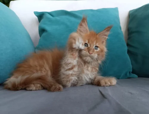 Orange Maine Coon kittens for sale