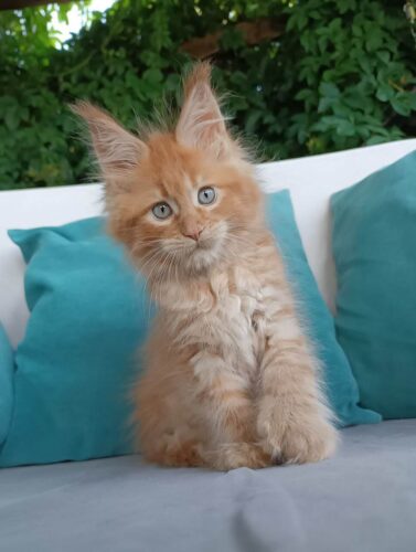 Orange Maine Coon kittens for sale