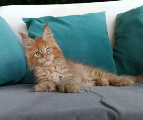 Orange Maine Coon kittens for sale