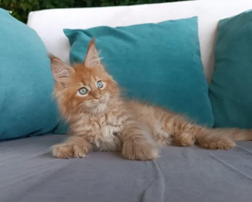 Orange Maine Coon kittens for sale