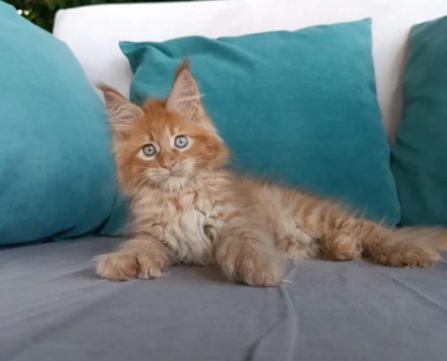 Orange Maine Coon kittens for sale