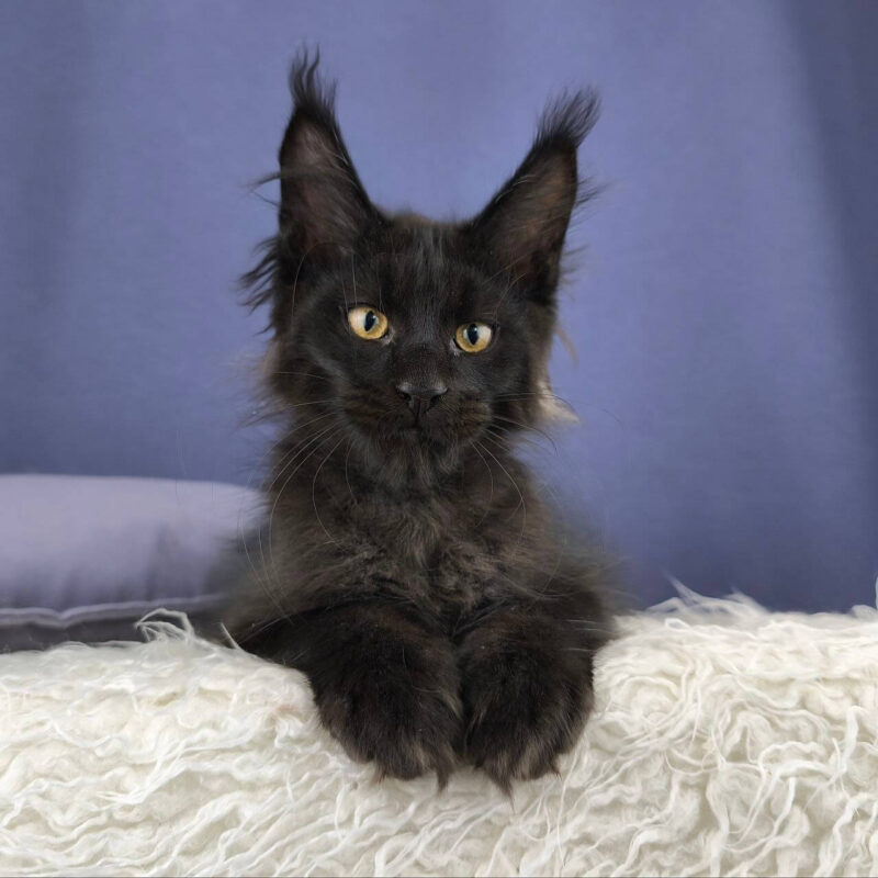 maine coon kittens for sale near me
