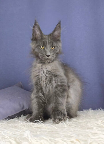 Maine Coon kittens for sale ohio