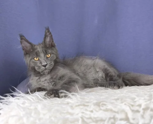 Maine Coon kittens for sale ohio