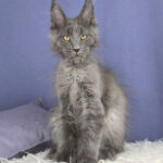 Maine Coon kittens for sale ohio