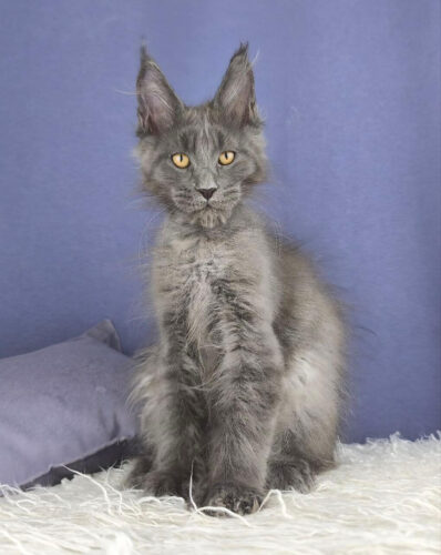 Maine Coon kittens for sale ohio
