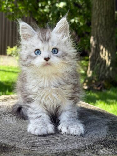 maine coons for sale