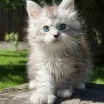 maine coons for sale