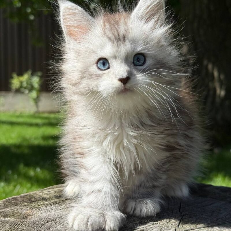 maine coons for sale