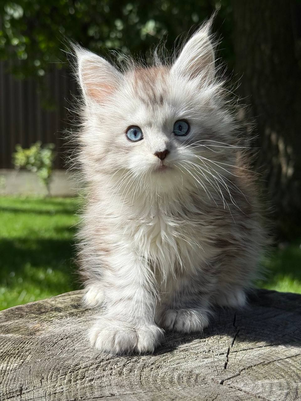 maine coons for sale