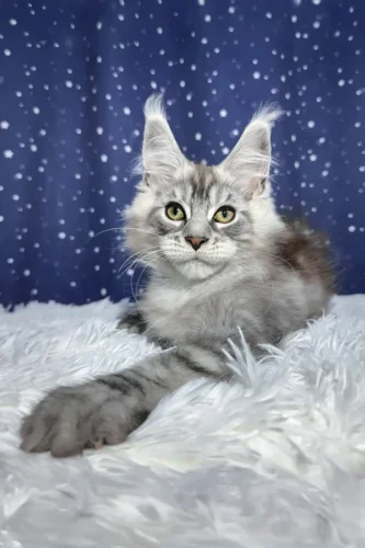 giant maine coon for sale