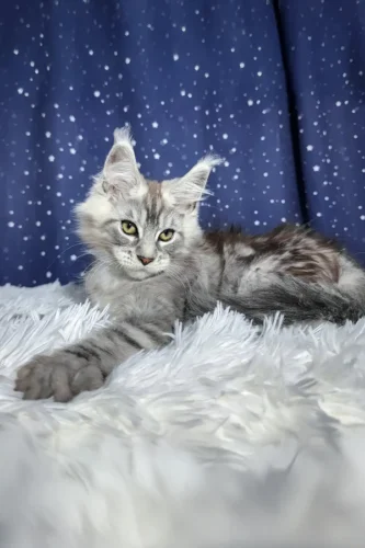 giant maine coon for sale