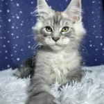 giant maine coon for sale
