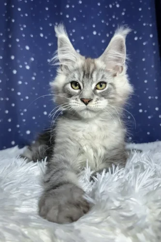 giant maine coon for sale
