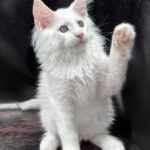 Maine Coon for sale near me