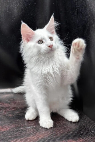 Maine Coon for sale near me
