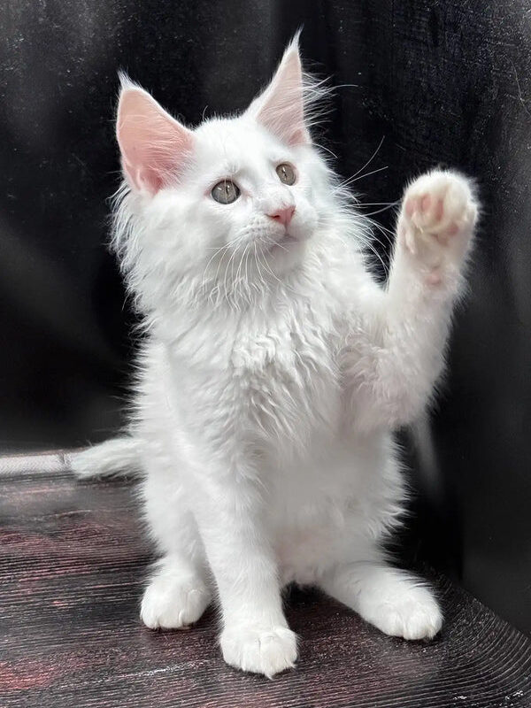 Maine Coon for sale near me
