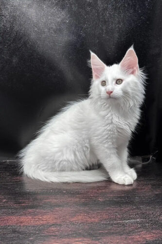 Maine Coon for sale near me