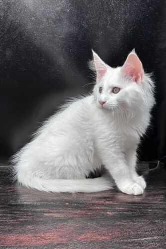 Maine Coon for sale near me